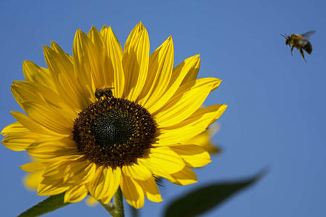 Un demi-million de morts par an seraient attribuables au déclin des insectes pollinisateurs | EntomoNews | Scoop.it