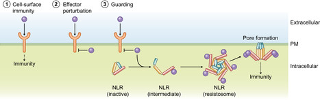 New Phytologist: Interplay between cell-surface receptor and intracellular NLR-mediated immune responses (2023) | Publications | Scoop.it