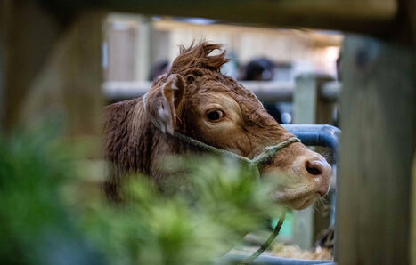 Salon de l&rsquo;agriculture 2026&nbsp;: &laquo;&nbsp;Pas de risque &agrave; emmener des bovins&nbsp;&raquo;, estime la ministre | Actualit&eacute; B&eacute;tail | Scoop.it