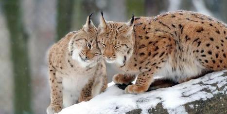 Le lynx, disparu des forêts, bientôt réintroduit en Lorraine | Biodiversité | Scoop.it