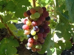 Tassement des sols en viticulture biologique | Agriculture Nouvelle | SCIENCES DU VEGETAL | Scoop.it