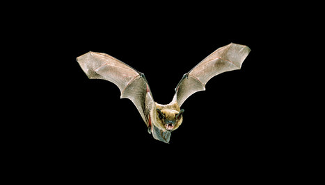 Des chauves-souris indispensables &agrave; l'industrie du ma&iuml;s - National Geographic | Biodiversit&eacute; | Scoop.it
