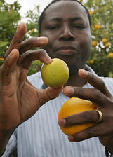 NY Times: Greening Disease in Rio Grande Valley Has Texas Citrus Growers on Alert | Plants and Microbes | Scoop.it