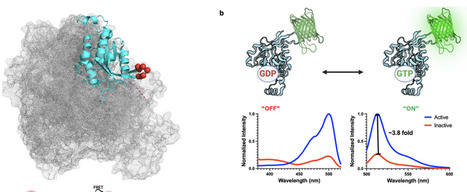 Allosteric Biosensors Unravel GTPase-Effector Feedback | brvt | RMH | Scoop.it