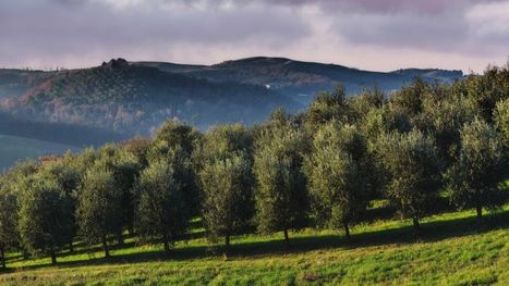 SPAIN : Researchers Investigate Solar Panel and Olive Grove Synergies | CIHEAM Press Review | Scoop.it