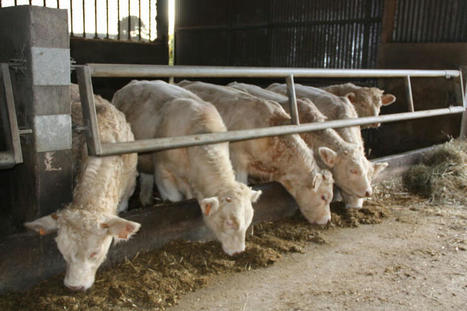 Quel int&eacute;r&ecirc;t de l&rsquo;huile essentielle de lavande pour limiter le stress des jeunes bovins ? | Actualit&eacute;s de l'&eacute;levage | Scoop.it