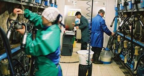 Contrôle laitier: une embellie de la situation cellulaire | Actualités de l'élevage | Scoop.it