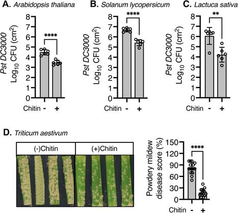 bioRxiv: Chitin soil amendment triggers systemic plant disease resistance through enhanced pattern-triggered immunity (2024) | Publications from The Sainsbury Laboratory | Scoop.it