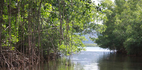 « Pile microbienne » : utiliser les bactéries de la mangrove pour produire de l’électricité | Biodiversité | Scoop.it