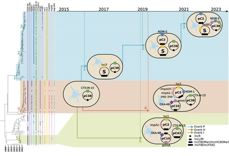 Preferred evolutionary routes of convergence in Klebsiella pneumoniae favor siderophore acquisition over hypervirulence | ncm | RMH | Scoop.it