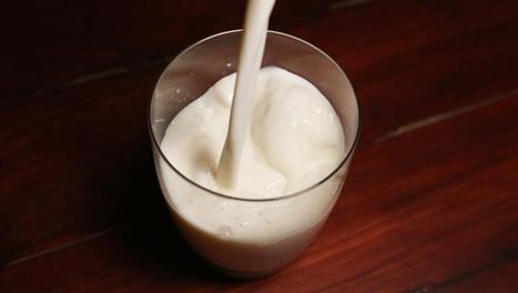 La timide relance de la filière du lait à Madagascar | Lait de Normandie... et d'ailleurs | Scoop.it