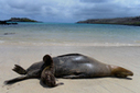 Galapagos sea lions threatened by human exposure | Endangered species | Scoop.it