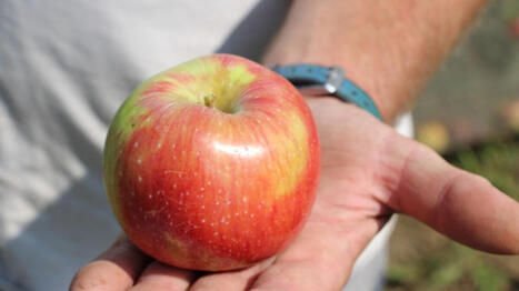 REPORTAGE. "On n'a pas le marché en France" : face à la crise du bio, des producteurs de pommes se tournent vers l'export | Attitude BIO | Scoop.it