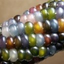 Glass Gem Corn | Gardening Life | Scoop.it