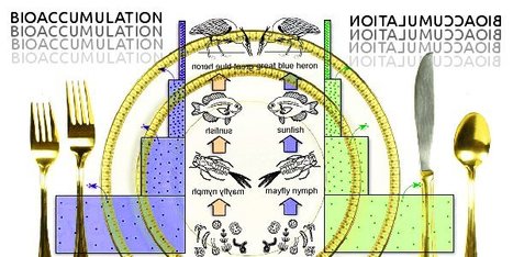 Bioaccumulation: Why Fukushima Matters | Tidbits, titbits or tipbits? | Scoop.it