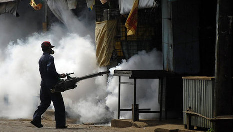 M&eacute;xico: cambio clim&aacute;tico amenaza con disparar el dengue | Educaci&oacute;n, TIC y ecolog&iacute;a | Scoop.it