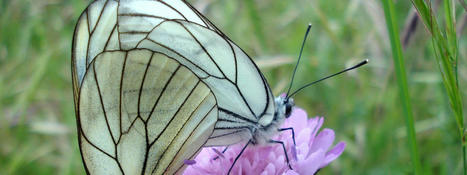 Les liens entre agriculture et biodiversit&eacute; sont encore sujets &agrave; controverse scientifique : de l&rsquo;importance des m&eacute;thodes d&rsquo;analyse | EntomoScience | Scoop.it