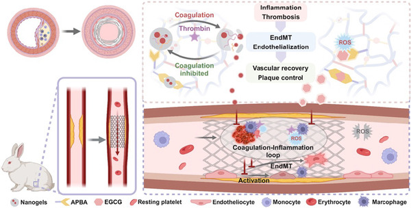 Self-adaptive covalent coating for vascular stents: Coordinated coagulation-inflammation regulation to support re-endothelialization for atherosclerosis control  | Interventional Cardiology | Scoop.it
