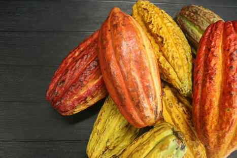 2nd Nature lance une plateforme d’IA pour améliorer l’upcycling des sous-produits de la transformation alimentaire  | ITERG - Veille sectorielle | Scoop.it