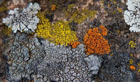 Le lichen, chimère des écorces | Vigie Nature | Les Colocs du jardin | Scoop.it
