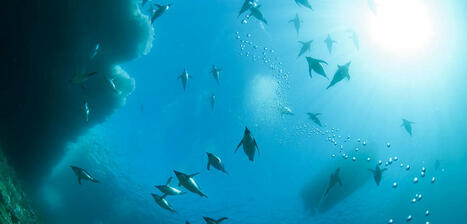 « Il faut changer notre regard sur l’océan » | HALIEUTIQUE MER ET LITTORAL | Scoop.it