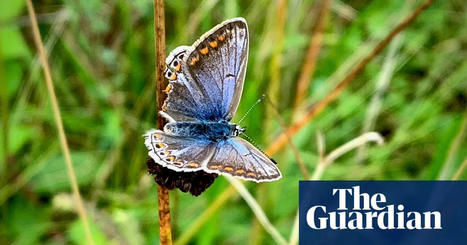 Country diary: the butterflies are fading, but one still shines | Butterflies | The Guardian | World Science Environment Nature News | Scoop.it