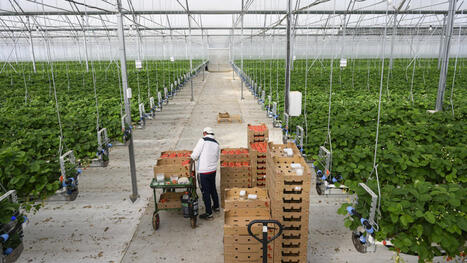 FRANCE : La fraise tient sa revanche | EUROPES | Scoop.it