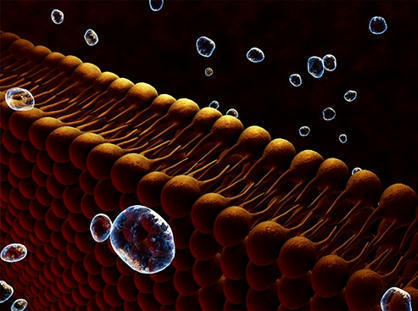 Equipe SysFate : Lambe : Associer un nanopore naturel et l'IA pour détecter les kinines | Life Sciences Université Paris-Saclay | Scoop.it
