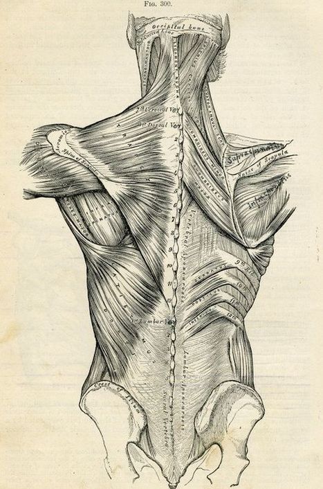 Human Back - Human Body Anatomy Reference Guide | Drawing References and Resources | Scoop.it