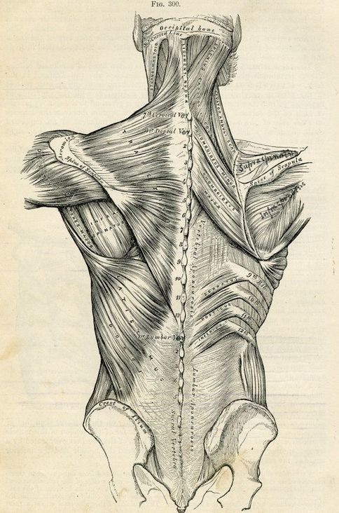 Human Back - Human Body Anatomy Reference Guide...