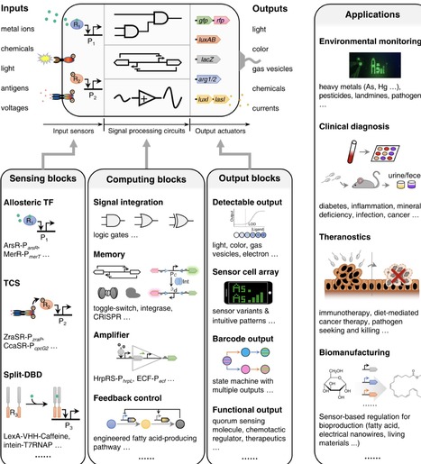 Programming living sensors for environment, health and biomanufacturing&nbsp; | RMH | Scoop.it