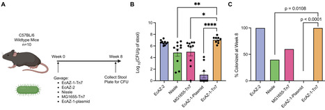 Tn7 Integration Efficiently Introduces Gene Expression Cassettes into a Gut-Native Escherichia coli Strain | asb | RMH | Scoop.it
