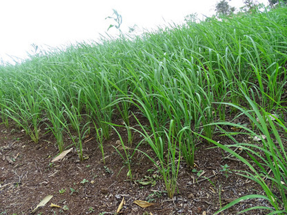 NICARAGUA: IICA Nicaragua realiza seguimiento a parcelas demostrativas bajo la tecnología SRI | SRI Global News: Nov. 2024 - Jan. 2025  *SRI-Rice  --     System of Rice Intensification | Scoop.it