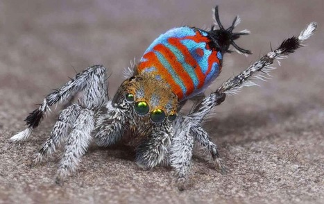 Copuler ou dévorer : les araignées sauteuses femelles sont extrêmement pointilleuses sur la parade des mâles qui tentent de les séduire | EntomoNews | Scoop.it