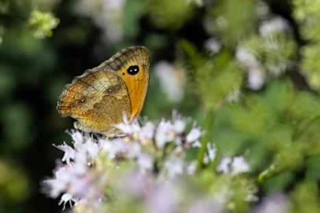 Les papillons déclinent en France, indique une nouvelle étude | Toxique, soyons vigilant ! | Scoop.it