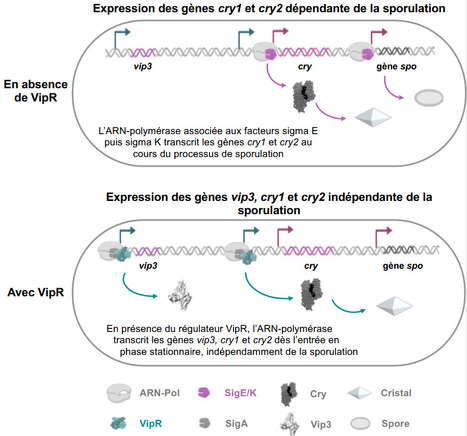 Le r&eacute;gulateur VipR bouleverse le paradigme de l&rsquo;expression des toxines chez Bacillus thuringiensis | Life Sciences Universit&eacute; Paris-Saclay | Scoop.it