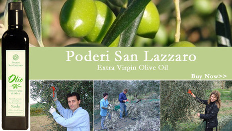Le Marche Extra Virgin Olive Oil: Poderi San Lazzaro, Borgo Miriam | Good Things From Italy - Le Cose Buone d'Italia | Scoop.it