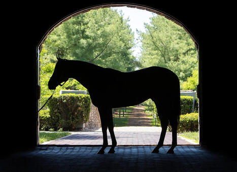 Anti Stallion Cap Amendment Added to KY Fixed-Odds Bill | Racing Regulatory Issues | Scoop.it