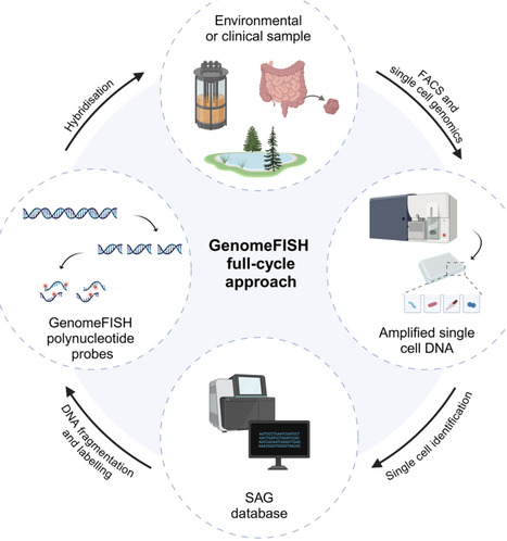 GenomeFISH: genome-based fluorescence in situ h...