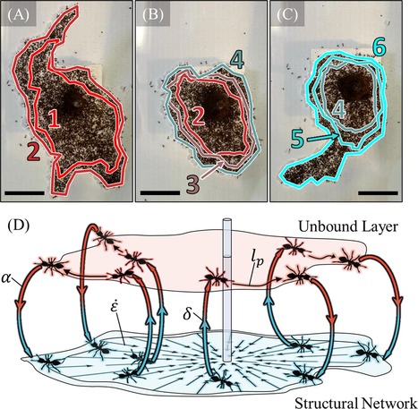 Des ingénieurs étudient la physique des radeaux de fourmis : ce sont des règles simples qui pourraient inspirer la conception de systèmes actifs autonomes tels que la robotique en essaim | EntomoNews | Scoop.it