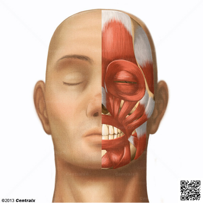 (ES) - Atlas de Anatomía del Cuerpo Humano | Centralx | Glossarissimo! | Scoop.it