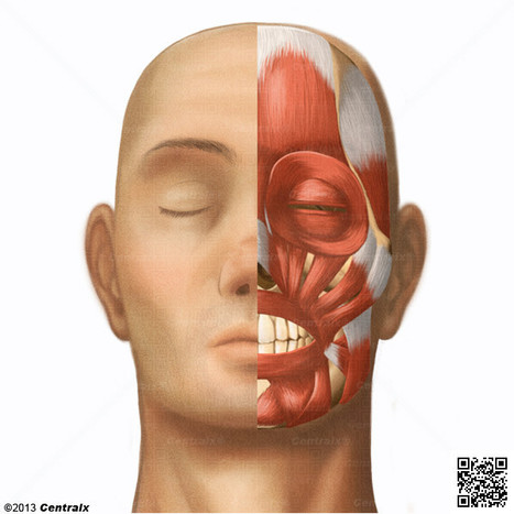 (ES) - Atlas de Anatomía del Cuerpo Humano | Centralx | Glossarissimo! | Scoop.it