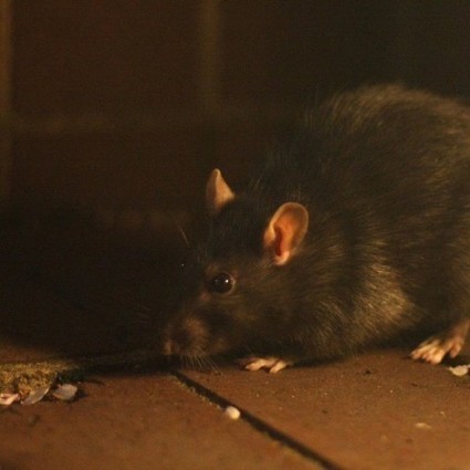 Detection of Pathogens and Novel Viruses Carried by New York City Rats | Amazing Science | Scoop.it