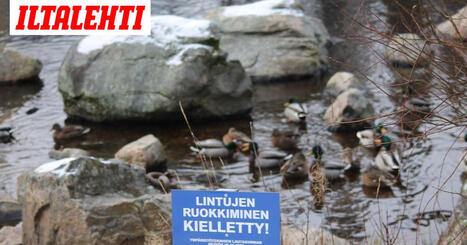 Rikosep&auml;ily: Sorsia ruokittu Kajaanissa | 1Uutiset - Lukemisen t&auml;hden | Scoop.it