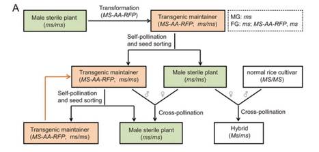 Construction of a male sterility system for hybrid rice breeding and seed production using a nuclear male sterility gene | Plant Biology Teaching Resources (Higher Education) | Scoop.it