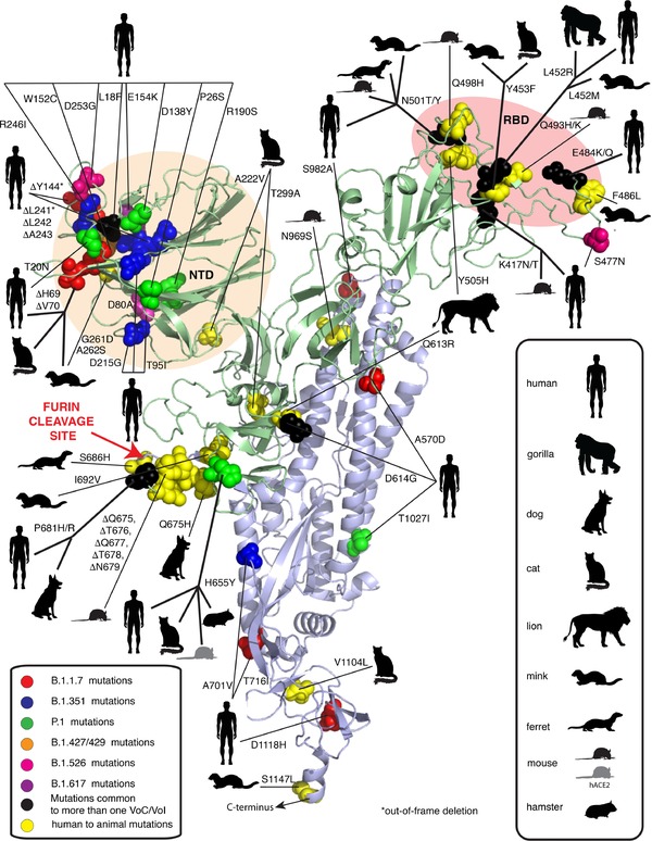 Zoonotic and Reverse Zoonotic Transmissibility of SARS-CoV-2 | Covid-19, SARS-Cov-2, vaccines, Remdesivir, Chloroquine...and all that Jazz | Scoop.it