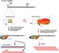 PLoS Pathogens: A Co-Opted DEAD-Box RNA Helicase Enhances Tombusvirus Plus-Strand Synthesis | Virology News | Scoop.it