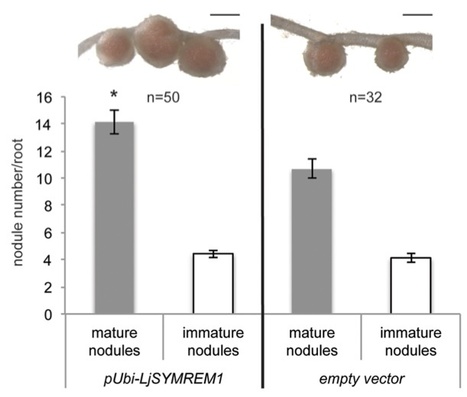 PLoS ONE: Functional Domain Analysis of the Remorin Protein LjSYMREM1 in Lotus japonicus | Plants and Microbes | Scoop.it