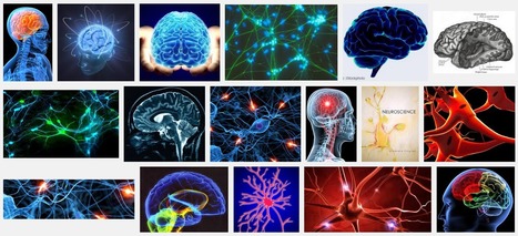 Amazing Science: Neuroscience Postings | Amazing Science | Scoop.it