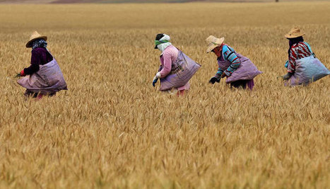 Maroc: La sécheresse et le COVID-19 fragilisent l’agriculture | CIHEAM Press Review | Scoop.it
